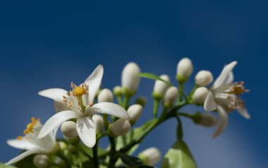 Mavi gökyüzüne karşı, sarı polenli, portakal ağacının beyaz çiçeklerini kapatın.