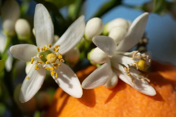 Portakal ağacının beyaz çiçeklerine yakın çekim, sarı polenler, olgun bir portakalın üzerinde yatıyor.
