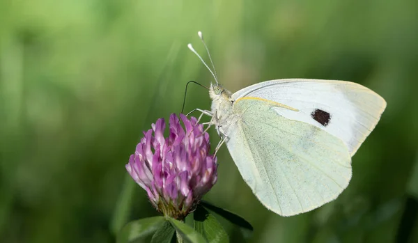 Close Butterfly Closed Wings Yellow Lesser Cabbage White Pieris Rapae — Stock Fotó