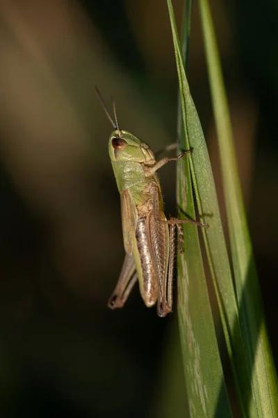 Close Pseudochorthippus Cricket Clinging Blade Grass — Stock Photo, Image