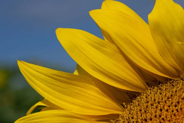 Detail Close Seup Shot Bright Yellow Sunflower Можете Видеть Лепестки — стоковое фото