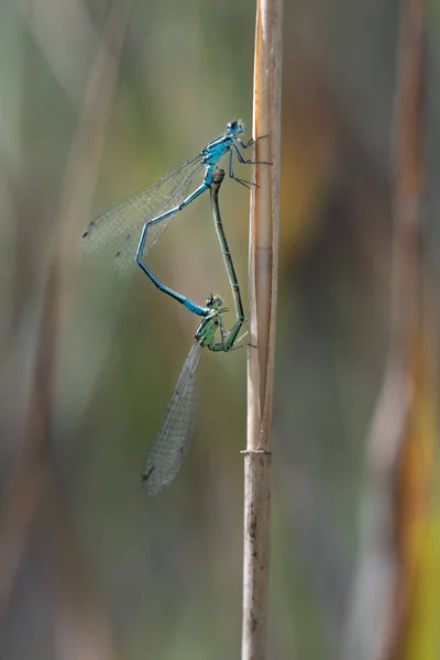 Two Little Feather Dragonflies Making Love Together Summer Insects Hang — Photo