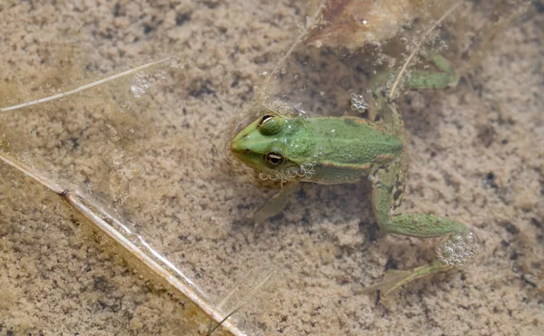 A small green frog (Pelophylax) from above hiding in the pond. The frog sticks its head out of the water.
