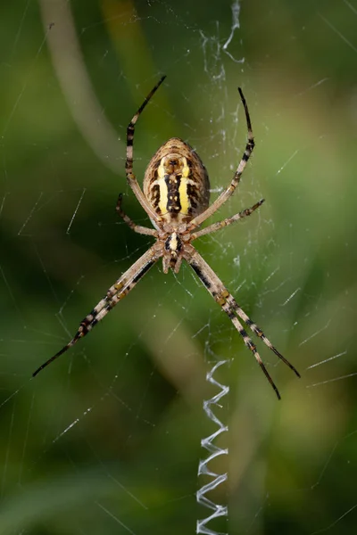 Close Wasp Spider Argiope Bruennichi Sitting Its Web Awaiting Prey — Foto de Stock