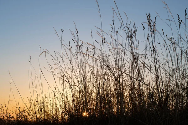 Close Dry Grass Setting Sun Evening Sky Blue Red — Stock Photo, Image