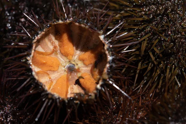 Close View Sliced Fresh Sea Urchin You Can See Orange — Stock Fotó