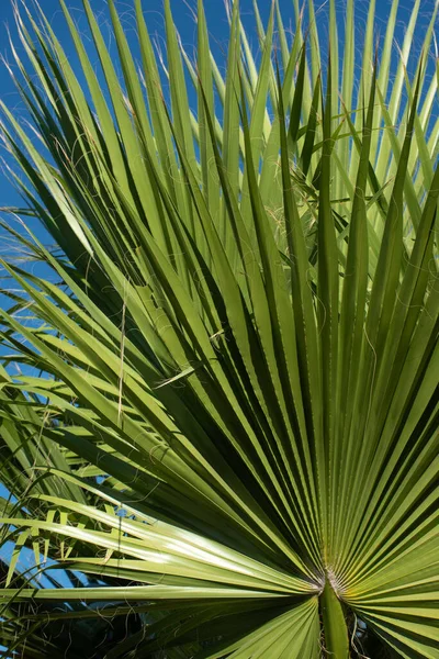 Close Detailed Shot Fanned Leaf Palm Tree Blue Sky Nature — Foto Stock