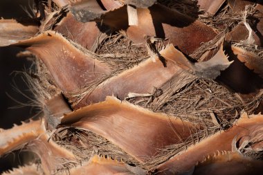 Close up and detail shot of the trunk of a palm tree which is brown. You can clearly see the individual fibers forming a background.