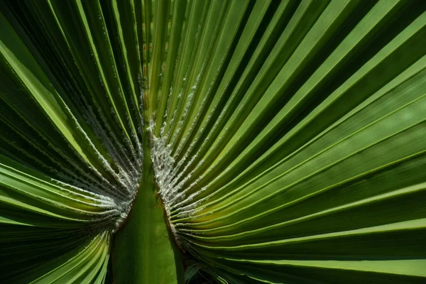 Close Detail Shot Background Green Fresh Palm Frond Folded Fan — Fotografia de Stock