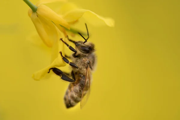 Close Honey Bee Hanging Yellow Rapeseed Flower Background Yellow Color — Stock Fotó