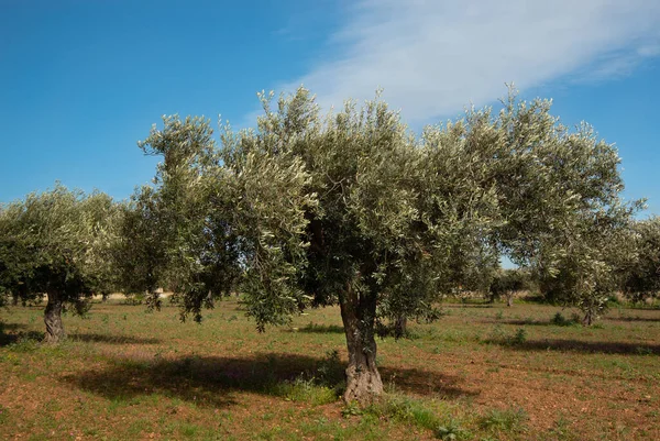 There are several olive trees in an olive field in Sicily. The trees are green, the sky is blue. There are white clouds in the sky.