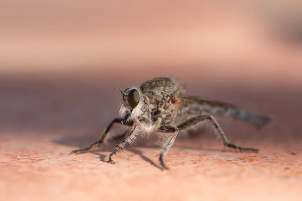 Large Mosquito Genus Asilinae Sits Brown Tile Outdoors — Foto de Stock
