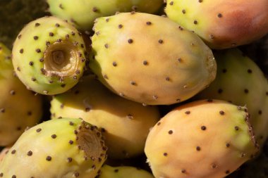 Close up, texture and background of many ripe prickly pear fruits which are green, red and orange next to each other.
