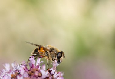 Close-up of a yellow black striped hoverfly perched on a wildflower against a bright green background. There is space for text.