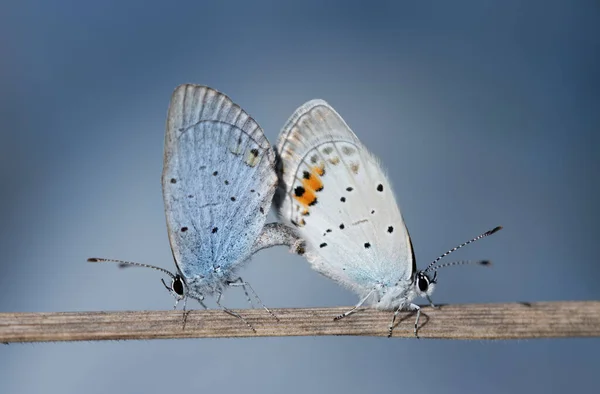 Close Two Little Blue Cubs Cupido Making Love Each Other — Stockfoto