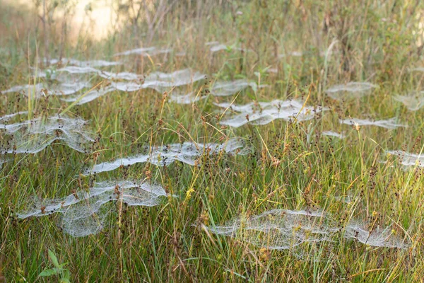 Autumn Many White Delicate Cobwebs Dewy Meadow Sun Rising Background — Fotografie, imagine de stoc