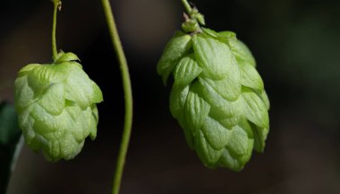 Doğanın karanlık arka planında asılı yeşil hop çiçeklerini kapatın..