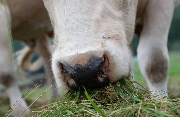 一头金发碧眼的奶牛在草地上吃青草 它的嘴被紧紧地捂住了 — 图库照片