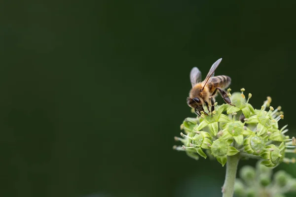 9月に野生のツタの花に小さなミツバチが座っています 蜂は右下に座っている テキストのためのスペースがたくさんあります ストック画像