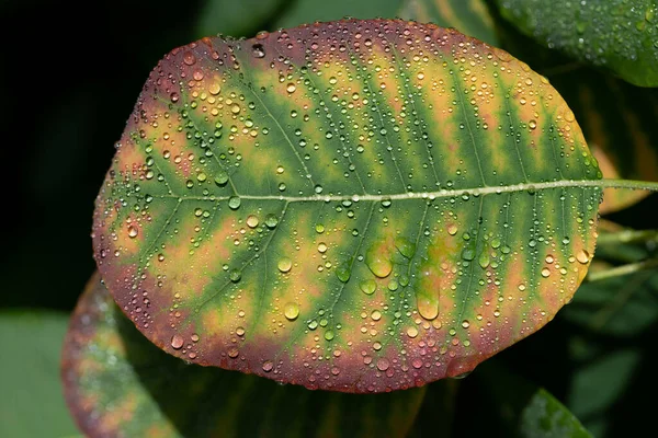 Close-up of a leaf from the tree that slowly loses its green color and turns yellow and red in autumn. There are drops of water on the leaf