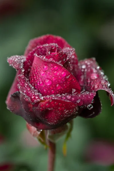 Close-up of a red rose covered in water drops. The rose is outdoors, in nature. The image is in portrait format.