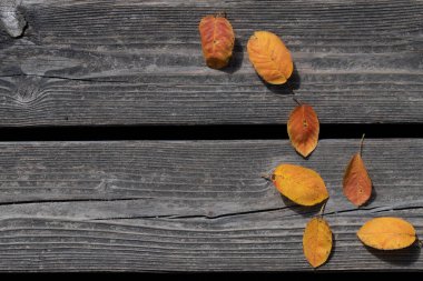 Metin için yeri olan kuru ahşap tahtaların arka planı. Ağaçlardan düşen renkli sonbahar yaprakları ağaçların üzerinde uzanıyor..