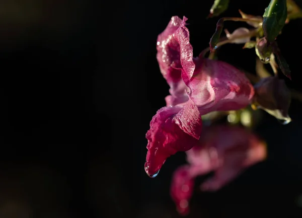 Koyu Bir Arka Planda Parıldayan Hint Balsam Çiçeğinin Yakın Çekimi — Stok fotoğraf