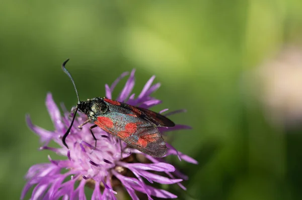 A small flying insect, a hexagon fly (Zygaena filipendulae), perches on a purple meadow flower against a green background