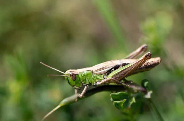 Close Small Green Cricket Perched Blade Grass — Stock Photo, Image