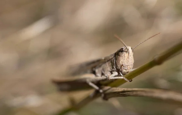 Close Brown Cricket Hiding Dry Branches You Can See Head — Stock Photo, Image