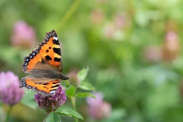 Egy Kis Narancssárga Pillangó Egy Kis Teknősbéka Aglais Urticae Vadlóherén — Stock Fotó