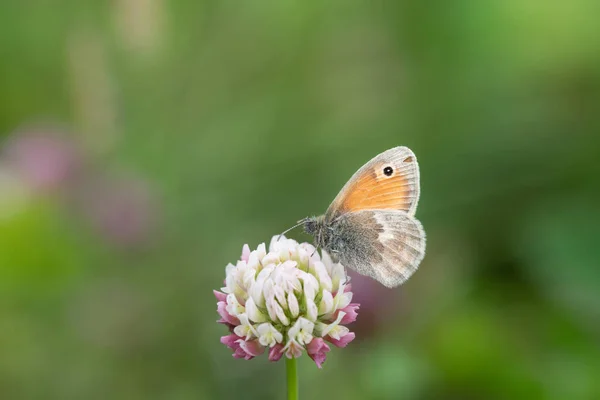 Zbliżenie Motyla Małego Meadowbirda Coenanonymous Pha Siedzącego Źdźble Trawy Naturze — Zdjęcie stockowe