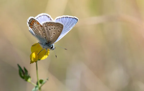 Una Pequeña Mariposa Azul Sienta Sol Sobre Una Flor Amarilla —  Fotos de Stock