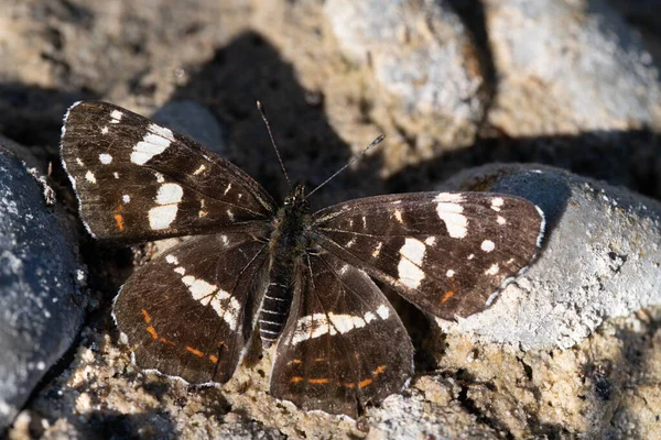 Ein Kleiner Schmetterling Ein Kleiner Eisvogel Limenitis Camilla Sitzt Gut — Stockfoto