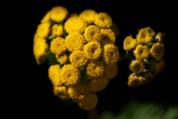 Close Yellow Flowers Tanacetum Tansy Tanacetum Vulgare Glowing Black Background — Stock Photo, Image