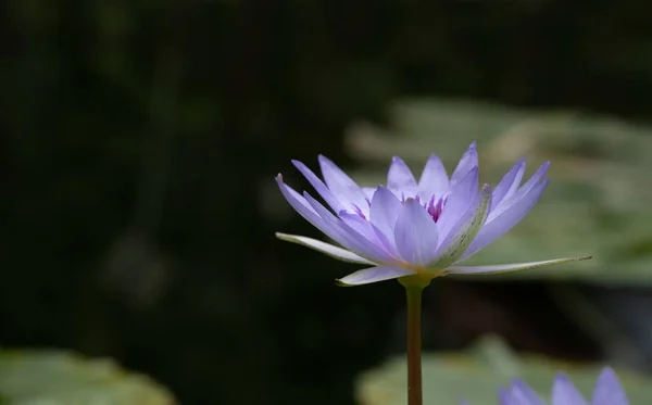 A delicate blue water lily blooms on the pond. The light shines through the petals