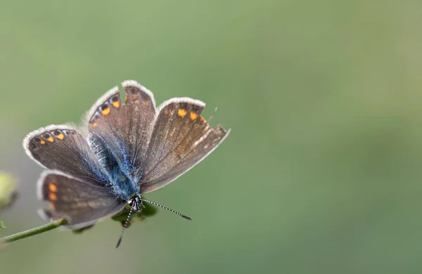 Ein Brauner Schmetterling Mit Gelben Punkten Und Blauem Körper Hockt — Stockfoto