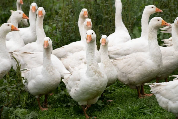 Grupo Gansos Blancos Domésticos Encuentra Prado Verde Húmedo Los Pájaros — Foto de Stock