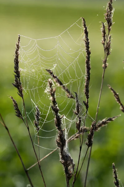 紧密的蜘蛛网连接在草丛之间 滴滴的露珠落在网上 背景是绿色的 阳光从后面照进来 — 图库照片