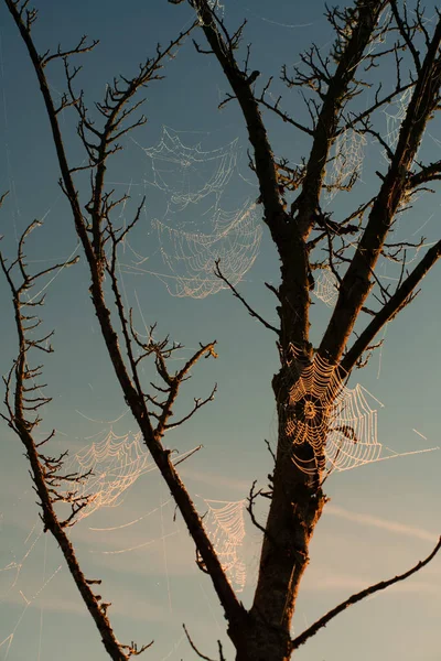 许多被水滴覆盖的蜘蛛网挂在一棵光秃秃的树上 太阳升起了 天空部分是红色的 — 图库照片