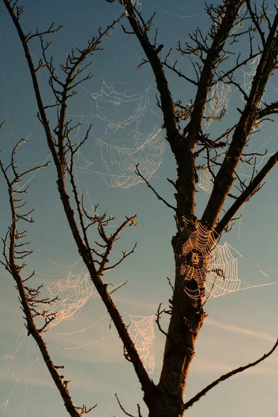 Muchas Telarañas Cubiertas Con Gotitas Agua Cuelgan Árbol Desnudo Otoño — Foto de Stock