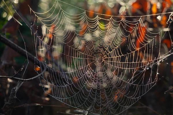 Pânză Mare Păianjen Atârnă Între Ramuri Toamna Puteți Vedea Frunze — Fotografie, imagine de stoc