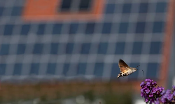 A small flying insect, a butterfly called Swallowtail flies over a purple lilac flower. The roof of a house on which solar panels are attached can be seen out of focus in the background.