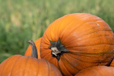 Büyük turuncu balkabakları sonbaharda yeşil bir çayırda satılıktır..
