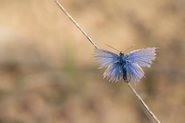 Μια Μικρή Μπλε Πεταλούδα Ένα Κοινό Μπλε Κάθεται Ένα Ξηρό — Φωτογραφία Αρχείου