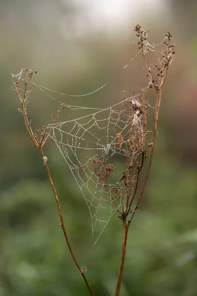 在秋天的风景中 蜘蛛网伸展在干枯的树枝之间 上面挂着露珠 阳光朦胧地照在背后 — 图库照片