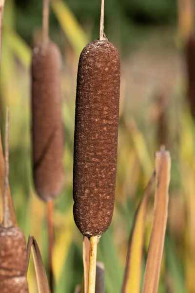 Sluiten Van Riet Stengels Riet Groeien Naast Elkaar Herfst Bladeren — Stockfoto