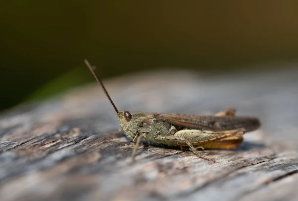귀뚜라미는 자연의 앉는다 메뚜기는 겹눈을 가지고 있습니다 — 스톡 사진