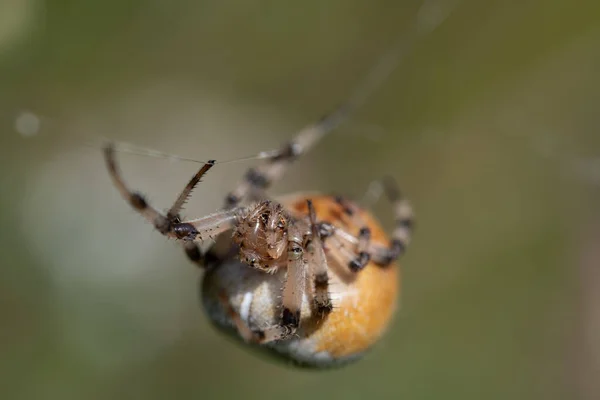 a brown garden spider (Araneus) with a large plump body hangs on a thin silk thread, against a green background in nature. You can see the spider from the front