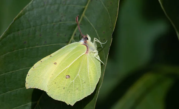 Close Yellow Butterfly Brimstone Butterfly Sitting Green Leaf Nature — Stock Photo, Image